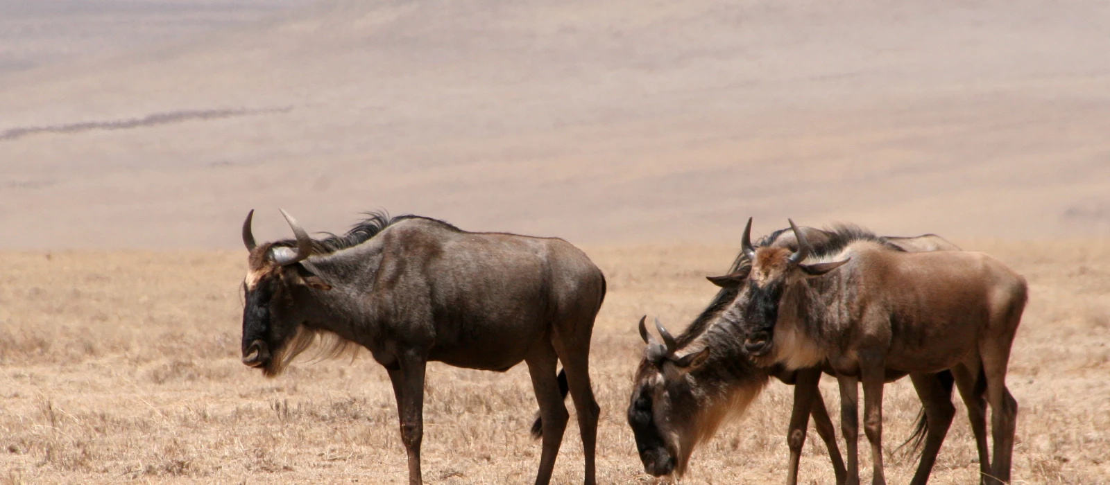 Serengeti Wild beest migrations