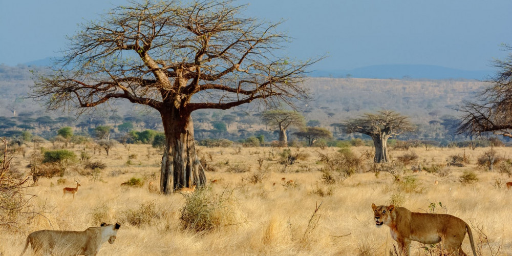 ruaha national park