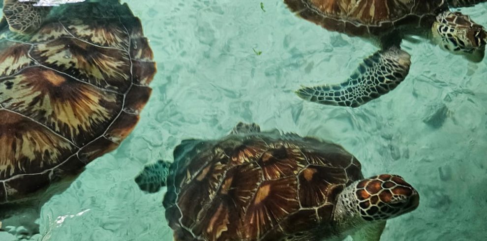 Turtles in ZanzibarJambiani Beach