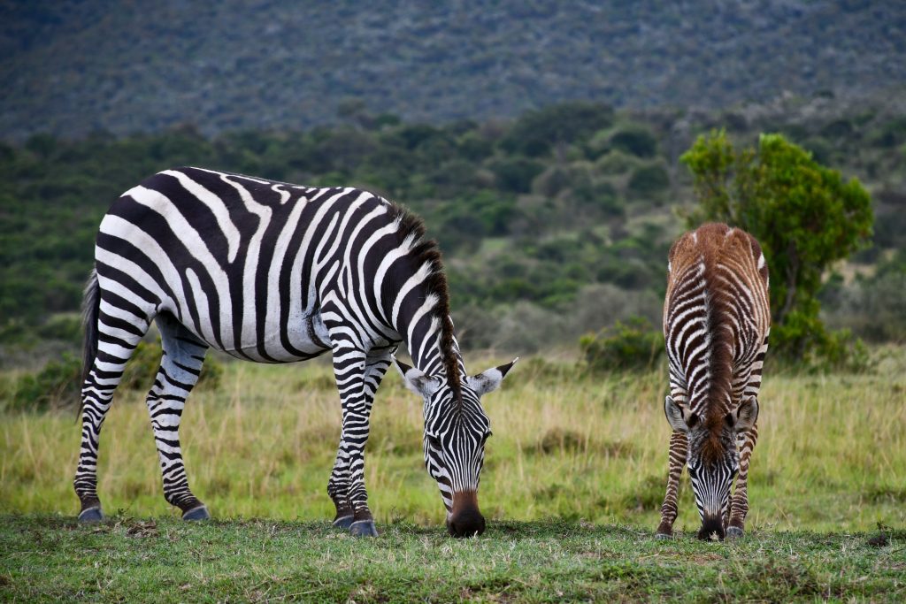 Kenya Tanzania safari with Zanzibar extension wildlife views
