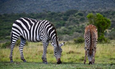 Kenya Tanzania safari with Zanzibar extension wildlife views