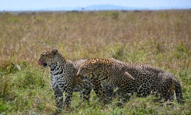 Inside the Famous Maasai mara photograph by Rafiki Tembo Tours Guide