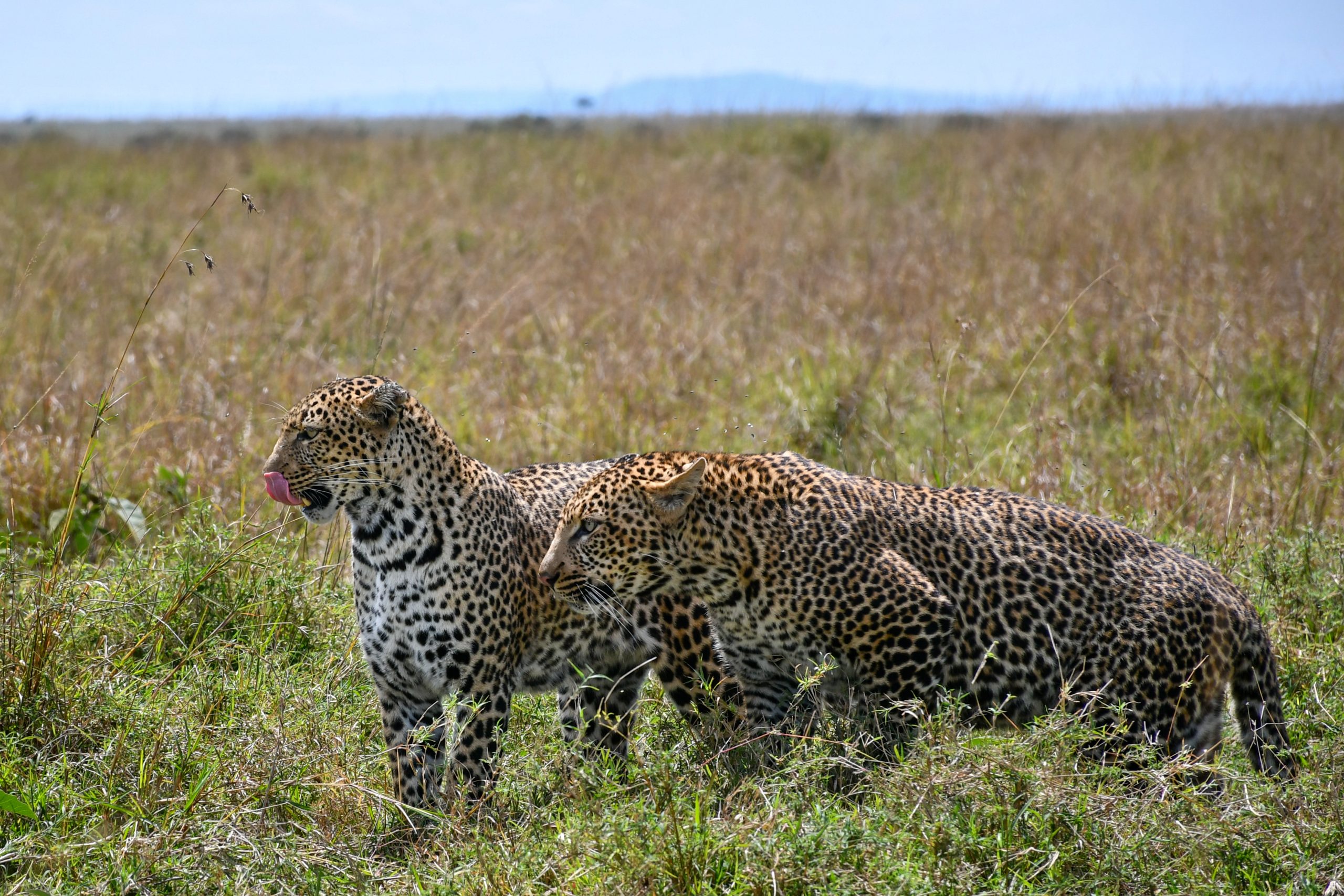 Maasai Mara
