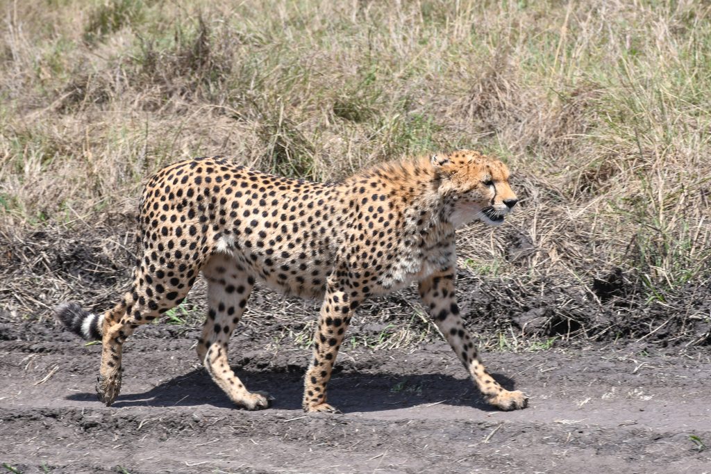 Kenya Tanzania safari with Zanzibar extension wildlife views