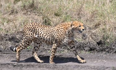 Kenya Tanzania safari with Zanzibar extension wildlife views