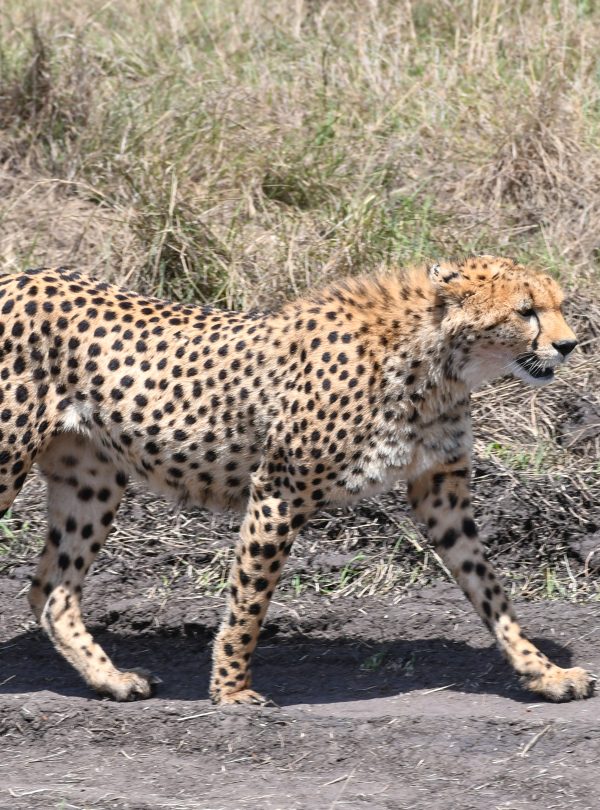 Kenya Tanzania safari with Zanzibar extension wildlife views