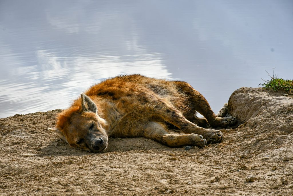 Kenya Tanzania safari with Zanzibar extension wildlife views