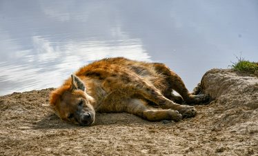 Kenya Tanzania safari with Zanzibar extension wildlife views