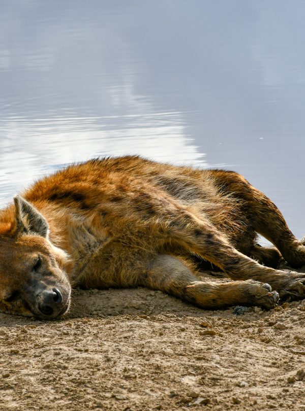 Kenya Tanzania safari with Zanzibar extension wildlife views