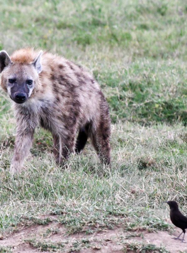 Spotted hyena walking through grassland in Maasai Mara Kenya