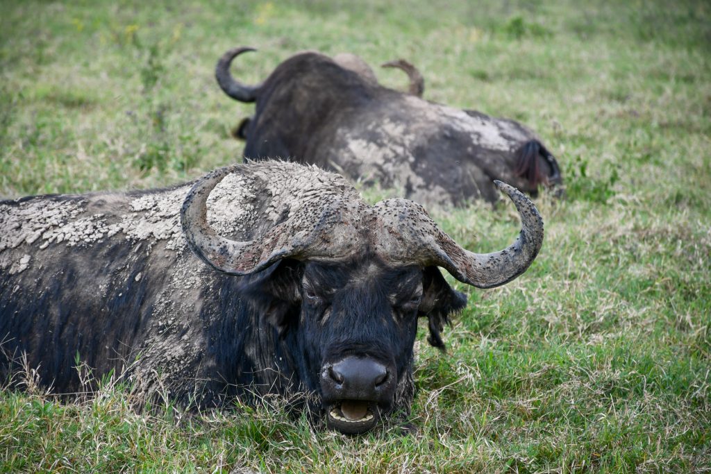Private 4x4 safari vehicle in Kenya and Tanzania