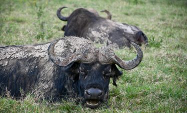 Private 4x4 safari vehicle in Kenya and Tanzania