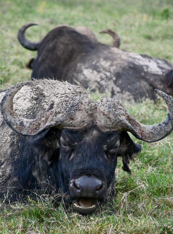 Private 4x4 safari vehicle in Kenya and Tanzania