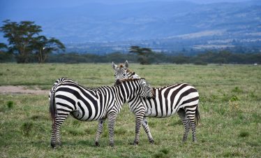 Wildlife resting in plains of Maasai Mara National Reserve Kenya