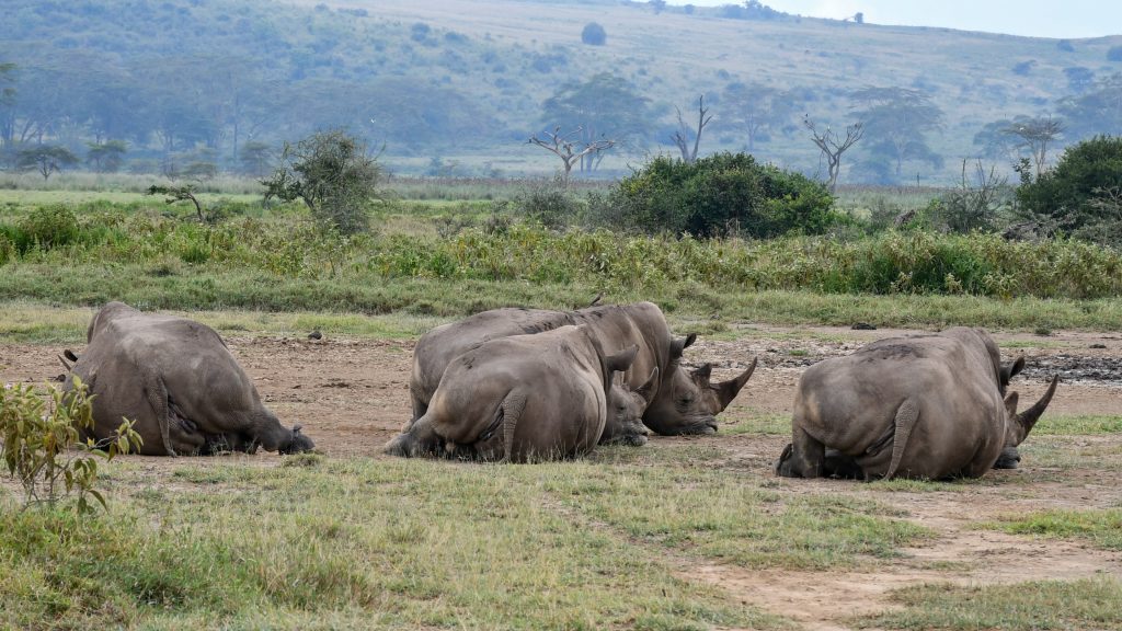 Masai Mara game drive with lions during Kenya safari