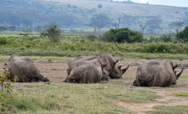 Masai Mara game drive with lions during Kenya safari