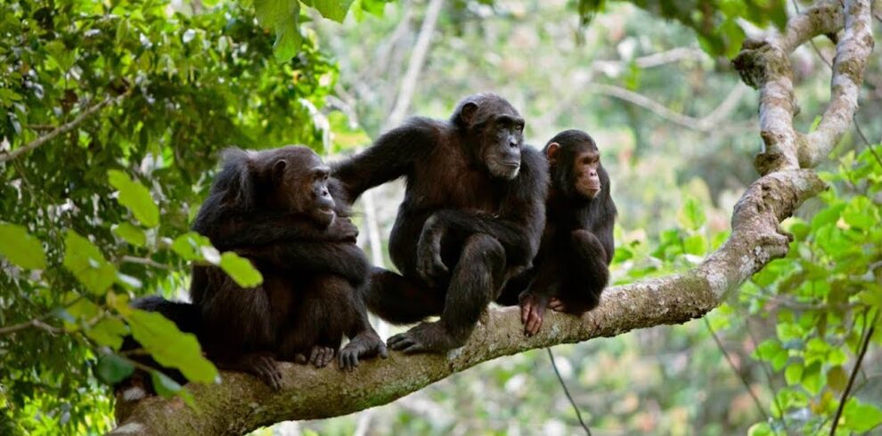 Gombe-National-Park