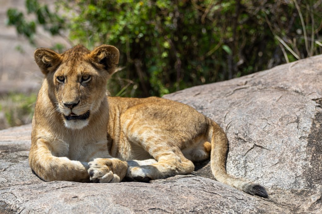 A lion resting in the Gol Kopjes of Eastern Serengeti