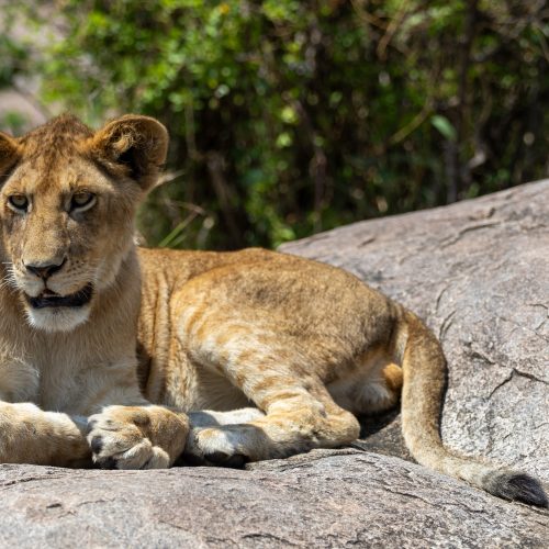 A lion resting in the Gol Kopjes of Eastern Serengeti