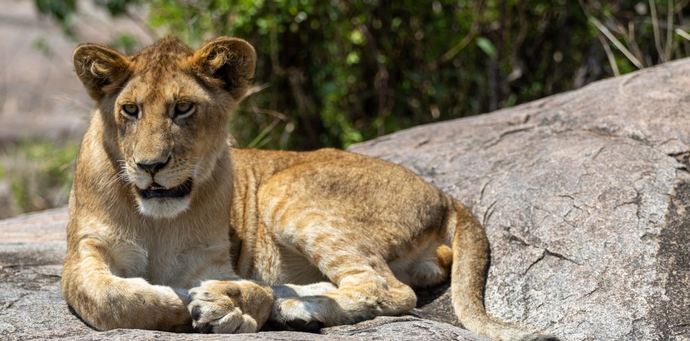 A lion resting in the Gol Kopjes of Eastern Serengeti