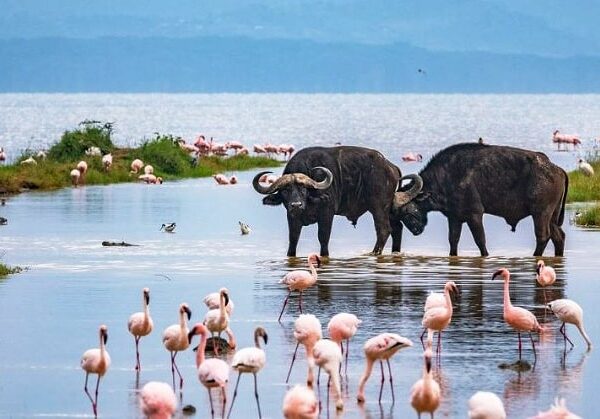 Lake-Nakuru-National-Park-2-2
