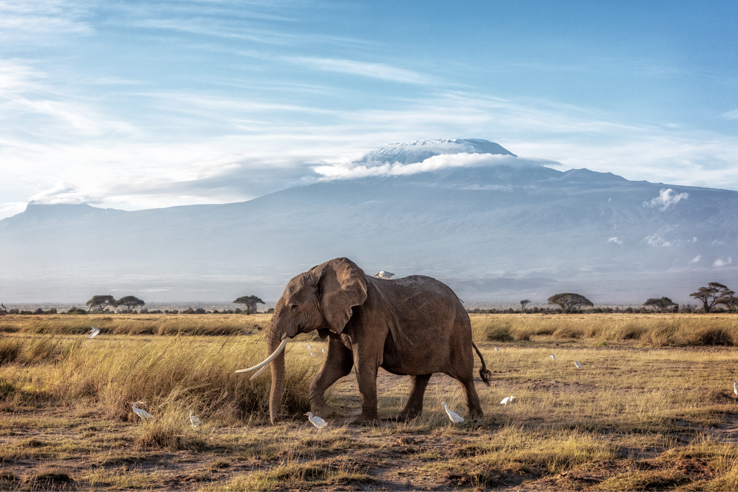 Amboseli Elephants