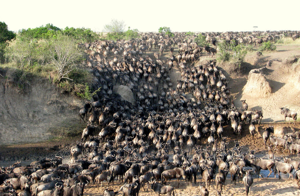 wildebeest river crossing Serengeti Maasai Mara migration