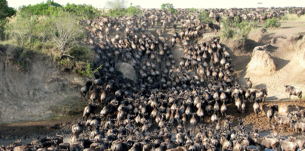 maasai mara
