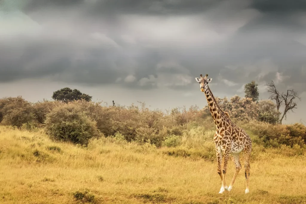 Samburu Kenya safari landscape remote wilderness