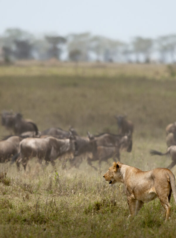 Lioness and herd of wildebeest at the Serengeti National Park, Tanzania, Africa