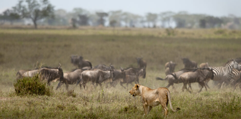 Lioness and herd of wildebeest at the Serengeti National Park, Tanzania, Africa