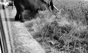 ElephantinNgorongorocrater