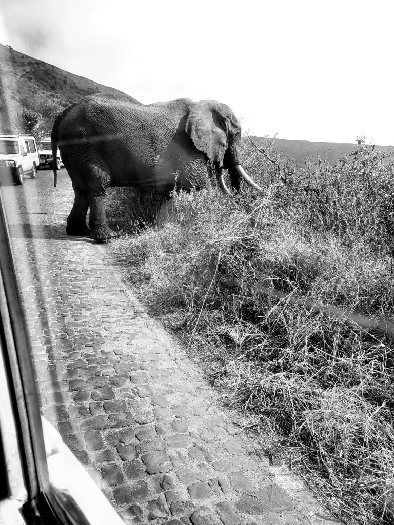 ElephantinNgorongorocrater