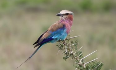 Lilac breasted roller perched on a branch in Nakuru National Reserve Kenya