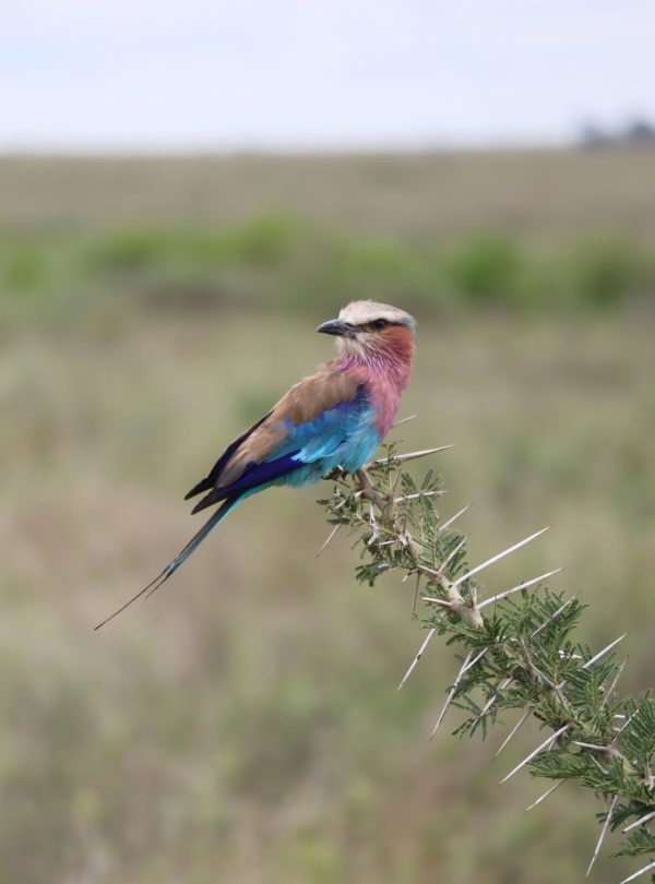 Lilac breasted roller perched on a branch in Nakuru National Reserve Kenya