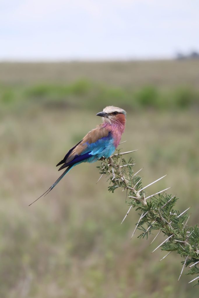Lilac breasted roller perched on a branch in Nakuru National Reserve Kenya