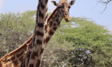 An Image for Giraffe shot on a 13 day safari for kenya and tanzania booked under Rafiki Tembo Tours