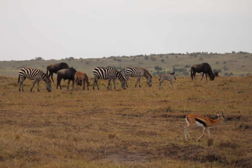 best time to visit Tanzania safari Serengeti dry season wildlife
