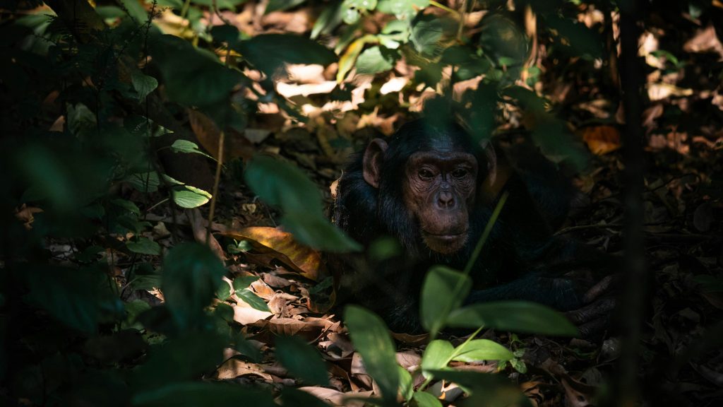 Mountain Gorilla feeding in Bwindi Impenetrable Forest Uganda