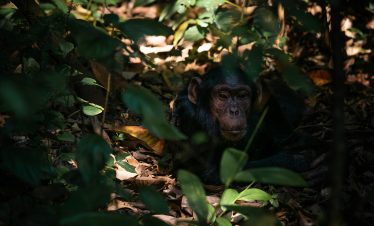 Mountain Gorilla feeding in Bwindi Impenetrable Forest Uganda