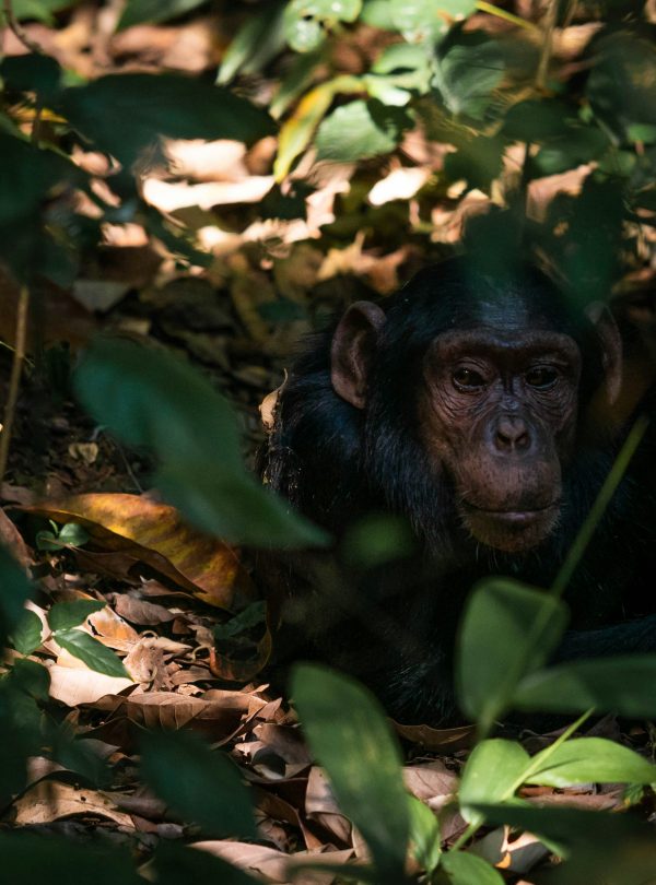 Mountain Gorilla feeding in Bwindi Impenetrable Forest Uganda