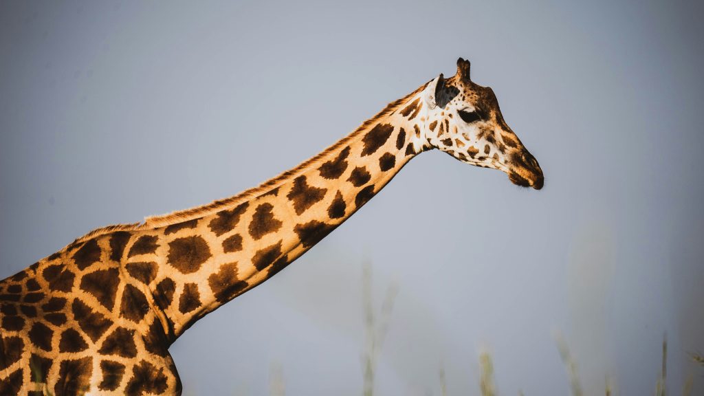 Giraffe close-up in open savannah landscape during East Africa safari