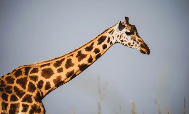 Giraffe close-up in open savannah landscape during East Africa safari