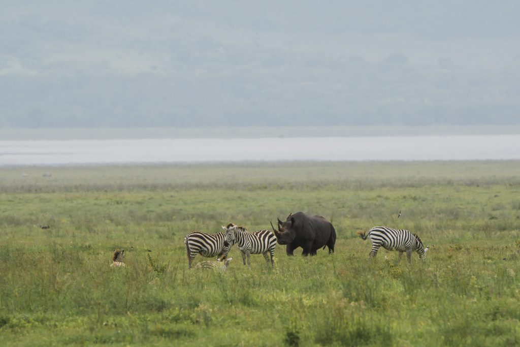 Wide Ngorongoro Crater Rhino with wildlife