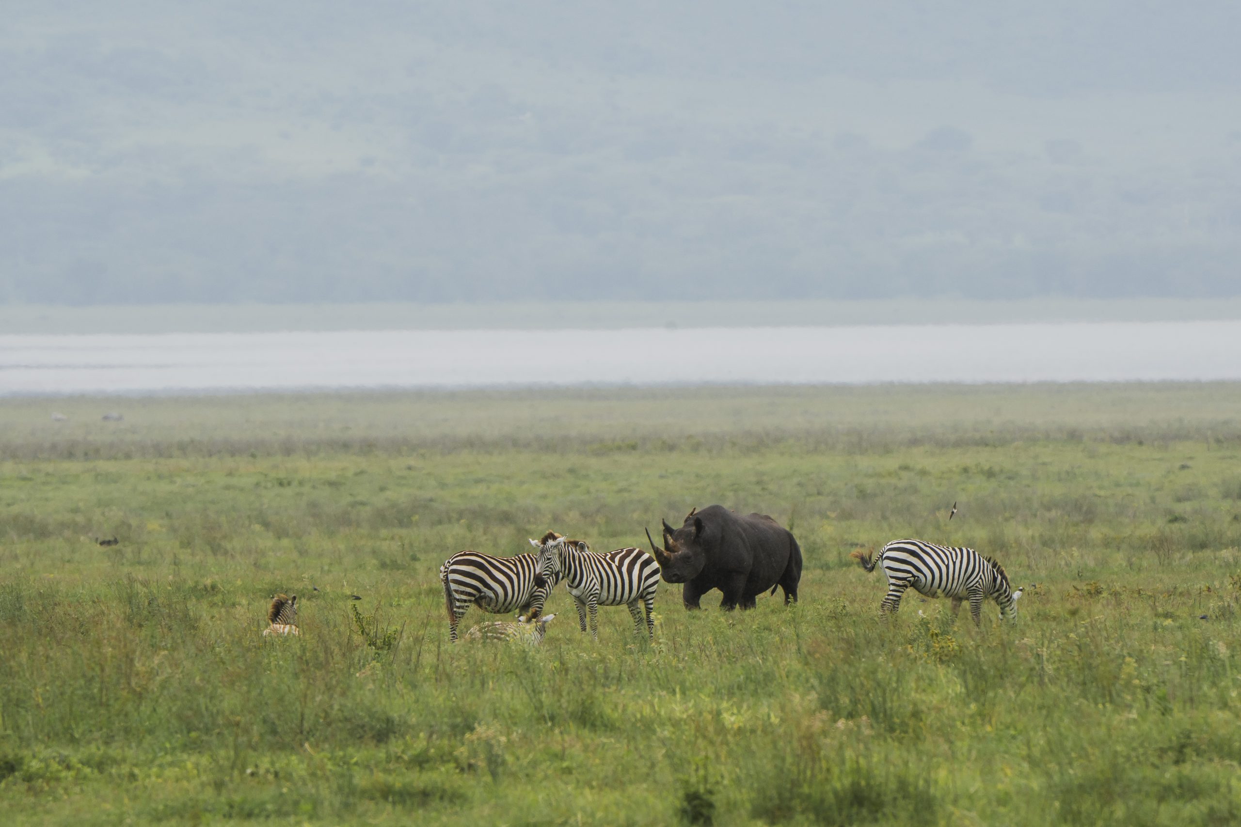 Ngorongoro Crater
