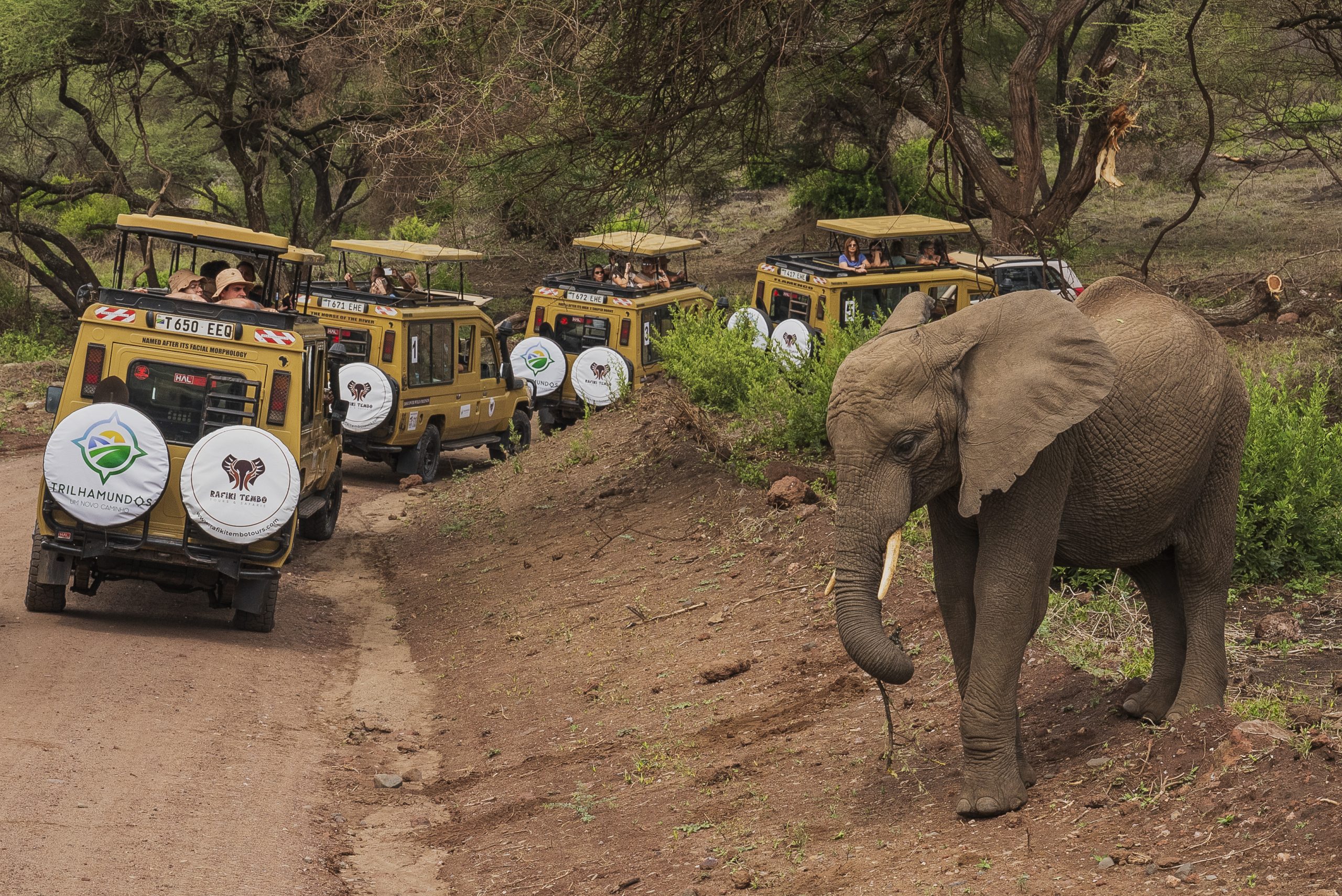Lake Manyara National Park Elephant