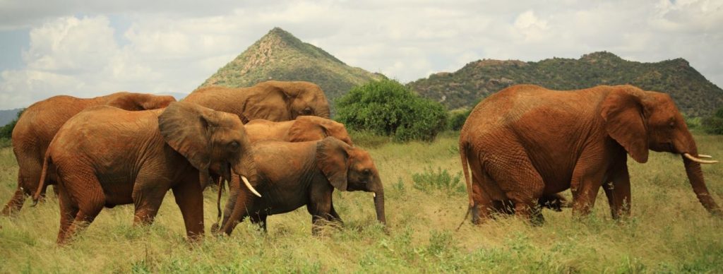 Elephant herd grazing in the savannah landscapes of Samburu National Park Kenya