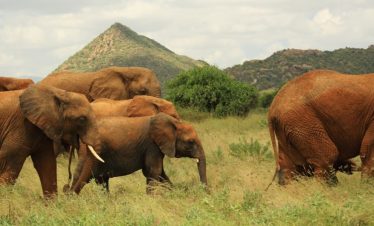 Elephant herd grazing in the savannah landscapes of Samburu National Park Kenya