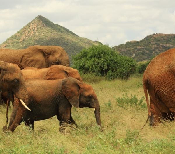 Elephant herd grazing in the savannah landscapes of Samburu National Park Kenya