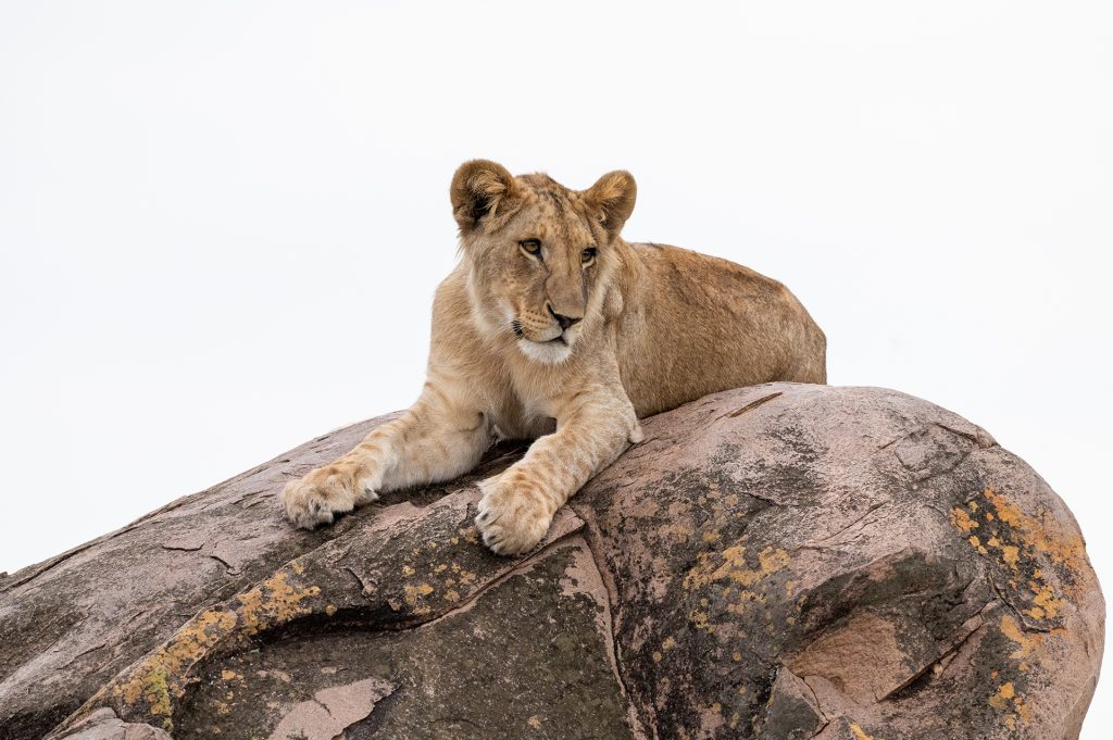 Lion Resting On a stone inside Serengeti National Park with Rafiki Tembo Tours